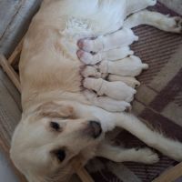 Superbes bébés golden #1