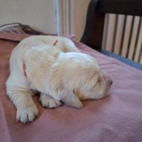 Superbes bébés golden #2