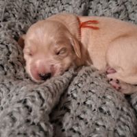 Superbes bébés golden #4