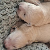 Superbes bébés golden #5