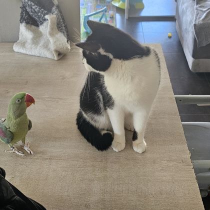 Femelle grand alexandre femelle eam #1