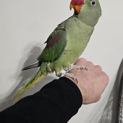 Femelle grand alexandre femelle eam