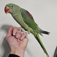 Femelle grand alexandre femelle eam #3