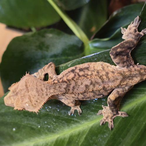 Geckos correlophus ciliatus tiger #0