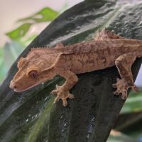 Geckos correlophus ciliatus tiger #1