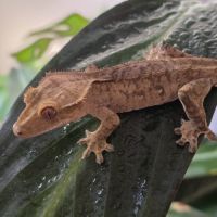 Geckos correlophus ciliatus tiger #2