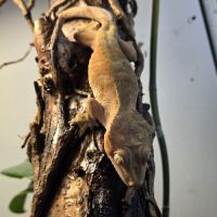 Gecko ciliatus correlophus femelle patternless #1