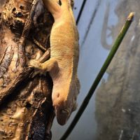 Gecko ciliatus correlophus femelle patternless