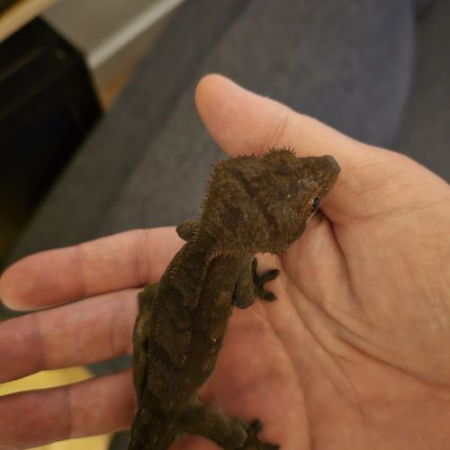 Geckos correlophus ciliatus black phantom patternl #1