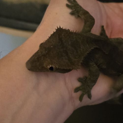 Geckos correlophus ciliatus black phantom patternl #2