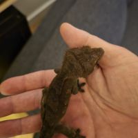 Geckos correlophus ciliatus black phantom patternl #1