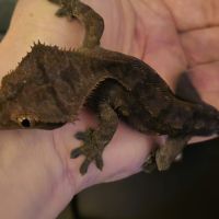 Geckos correlophus ciliatus black phantom patternl