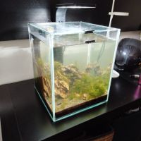 Crevettes avec aquarium complet 20l