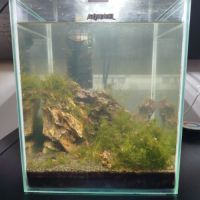 Crevettes avec aquarium complet 20l #3