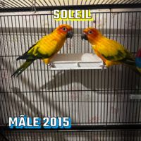 Magnifique couple de conure soleil