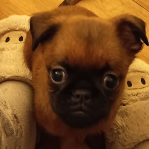 Petits brabançons #4