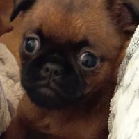 Petits brabançons #1