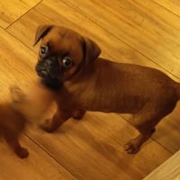 Petits brabançons #2