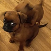 Petits brabançons #3