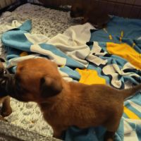 Petits brabançons #6