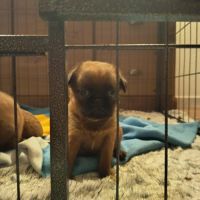 Petits brabançons #7