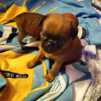 Petits brabançons #8