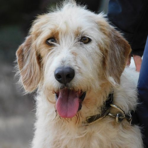 Charco, 6 ans, magnifique croisé griffon #2