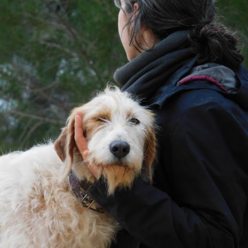 Charco, 6 ans, magnifique croisé griffon #8