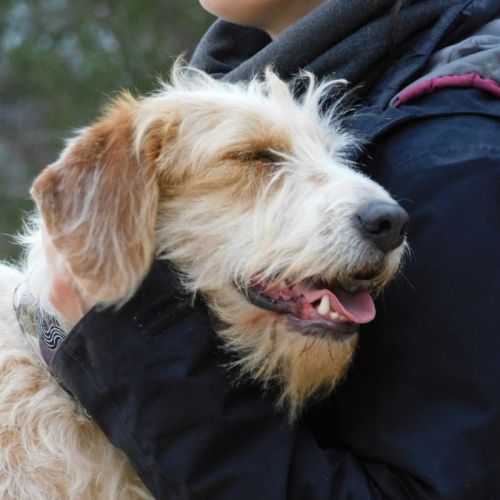 Charco, 6 ans, magnifique croisé griffon #9