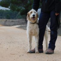 Charco, 6 ans, magnifique croisé griffon #1