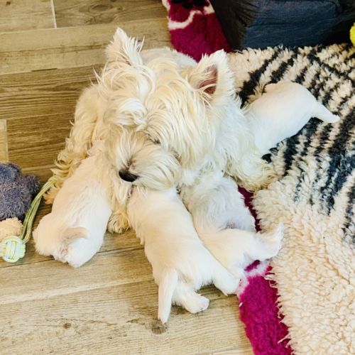 4 très beaux westie lof. élevage familial #3