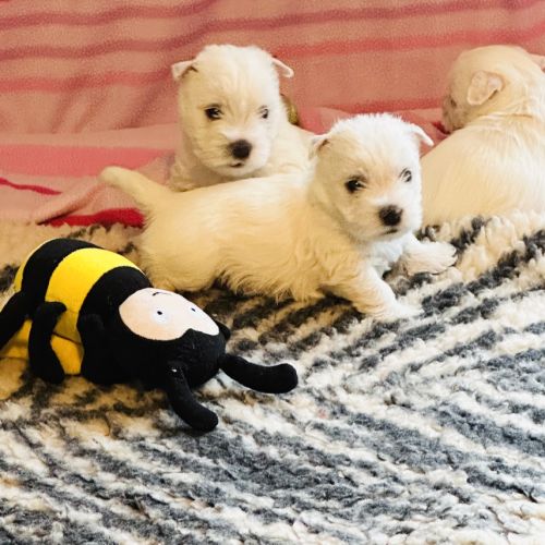 4 très beaux westie lof. élevage familial #6