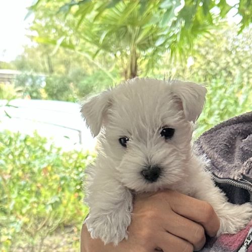 4 très beaux westie lof. élevage familial #7