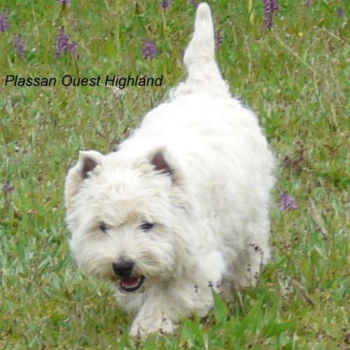 4 très beaux westie lof. élevage familial #9