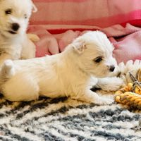 4 très beaux westie lof. élevage familial
