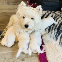4 très beaux westie lof. élevage familial #4