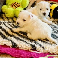 4 très beaux westie lof. élevage familial #5