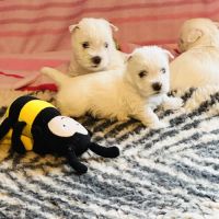 4 très beaux westie lof. élevage familial #6