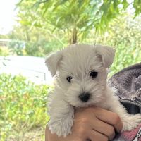 4 très beaux westie lof. élevage familial #7