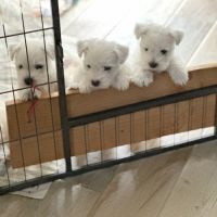 4 très beaux westie lof. élevage familial #8