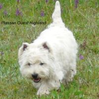 4 très beaux westie lof. élevage familial #9