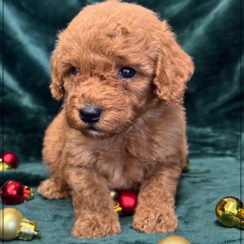 Berny,  mâle type caniche nain couleur rouge #2