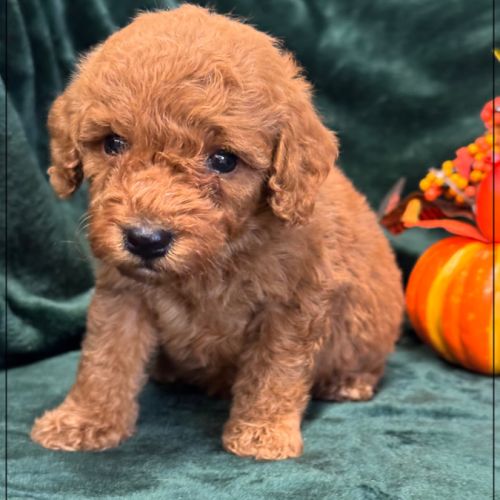 Berny,  mâle type caniche nain couleur rouge #0