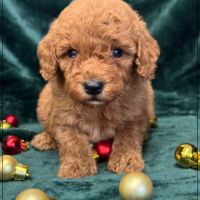 Berny,  mâle type caniche nain couleur rouge #1