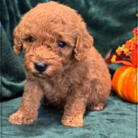 Berny,  mâle type caniche nain couleur rouge