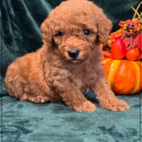 Berny,  mâle type caniche nain couleur rouge #5