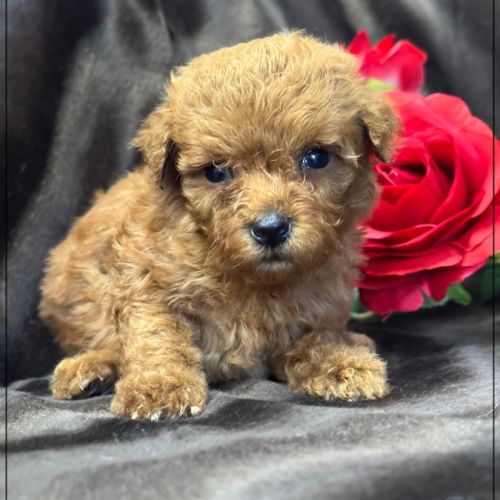 Bear, superbe mâle type caniche nain couleur rouge #1