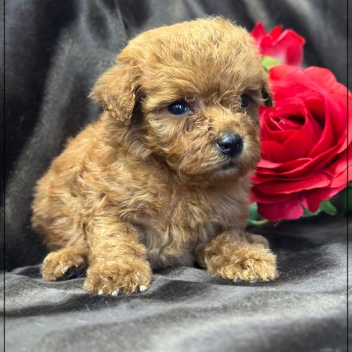 Bear, superbe mâle type caniche nain couleur rouge #0