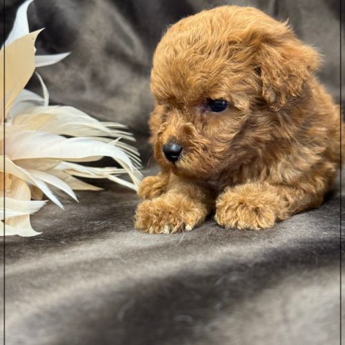 Bear, superbe mâle type caniche nain couleur rouge #4