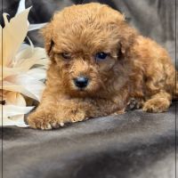 Bear, superbe mâle type caniche nain couleur rouge #3